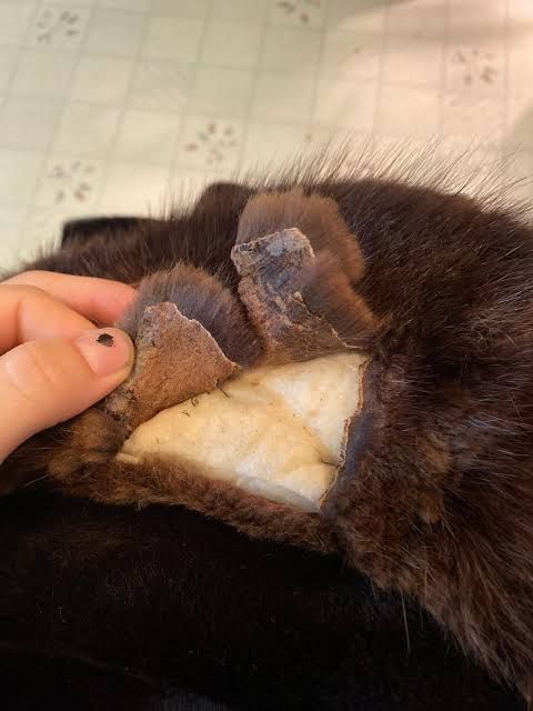 Doublure déchirée d'un manteau en vison